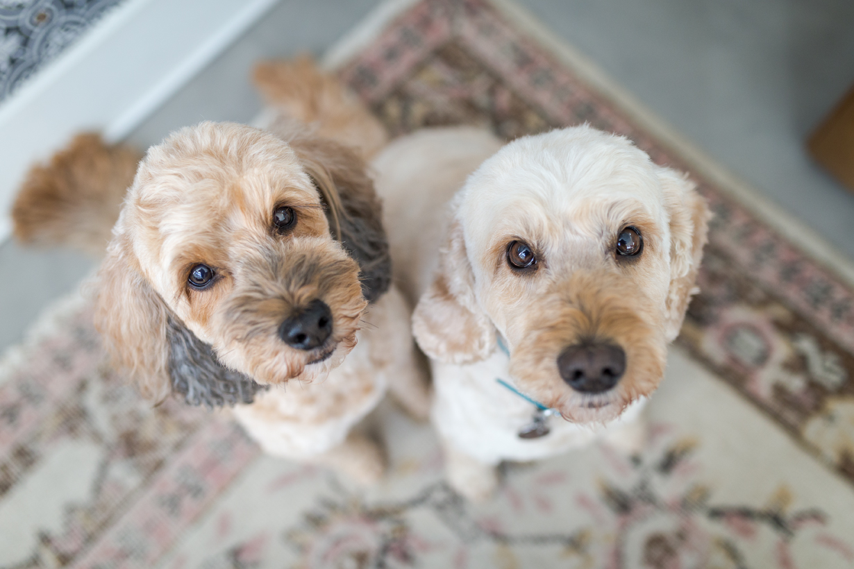 Two cockapoos looking up at camera