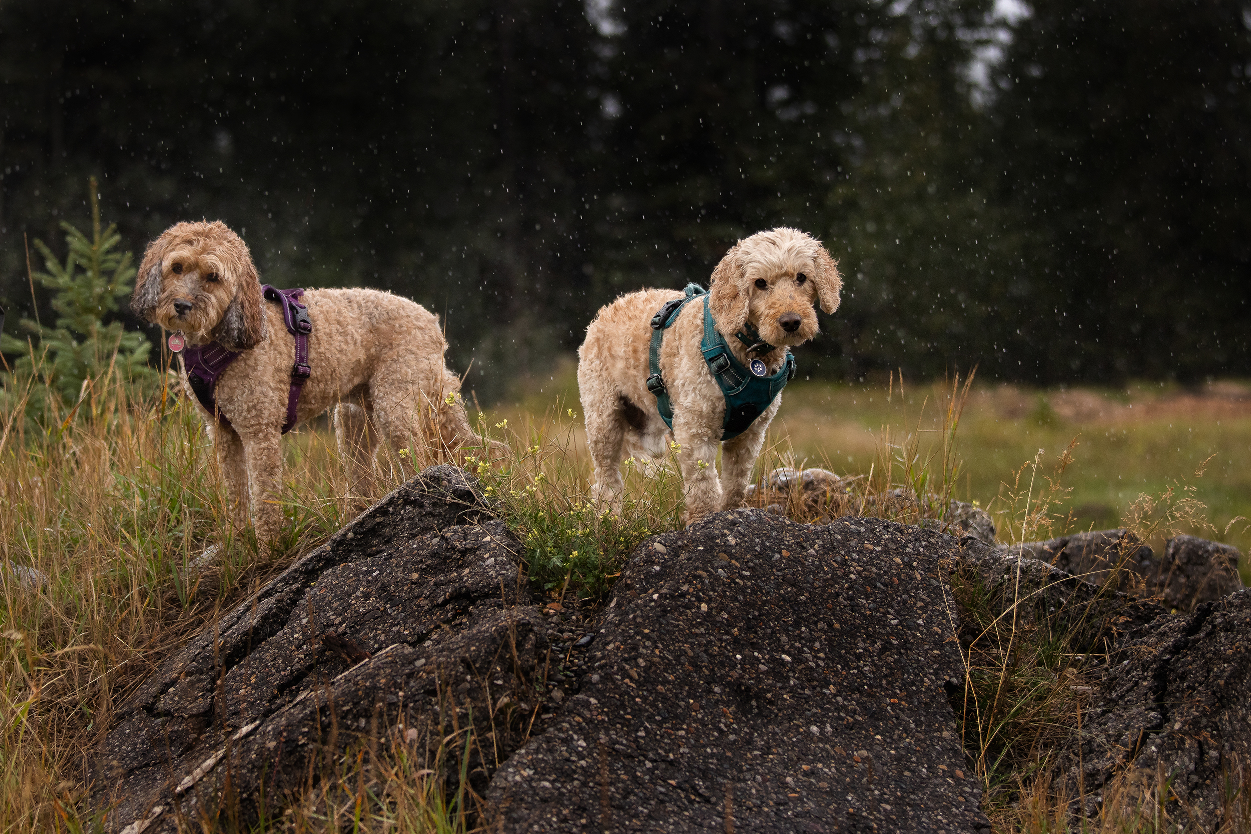 Two cockapoos on rocks in the rain