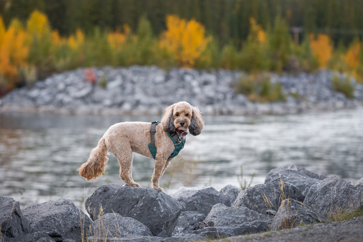 Dog standing on rocks by the river in autumn