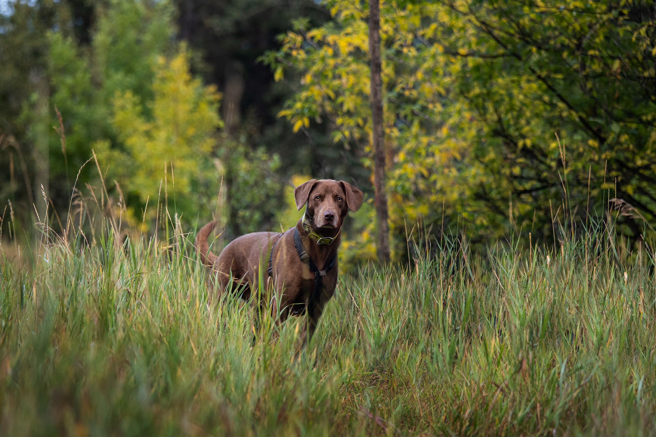 Chocolate lab in the forest